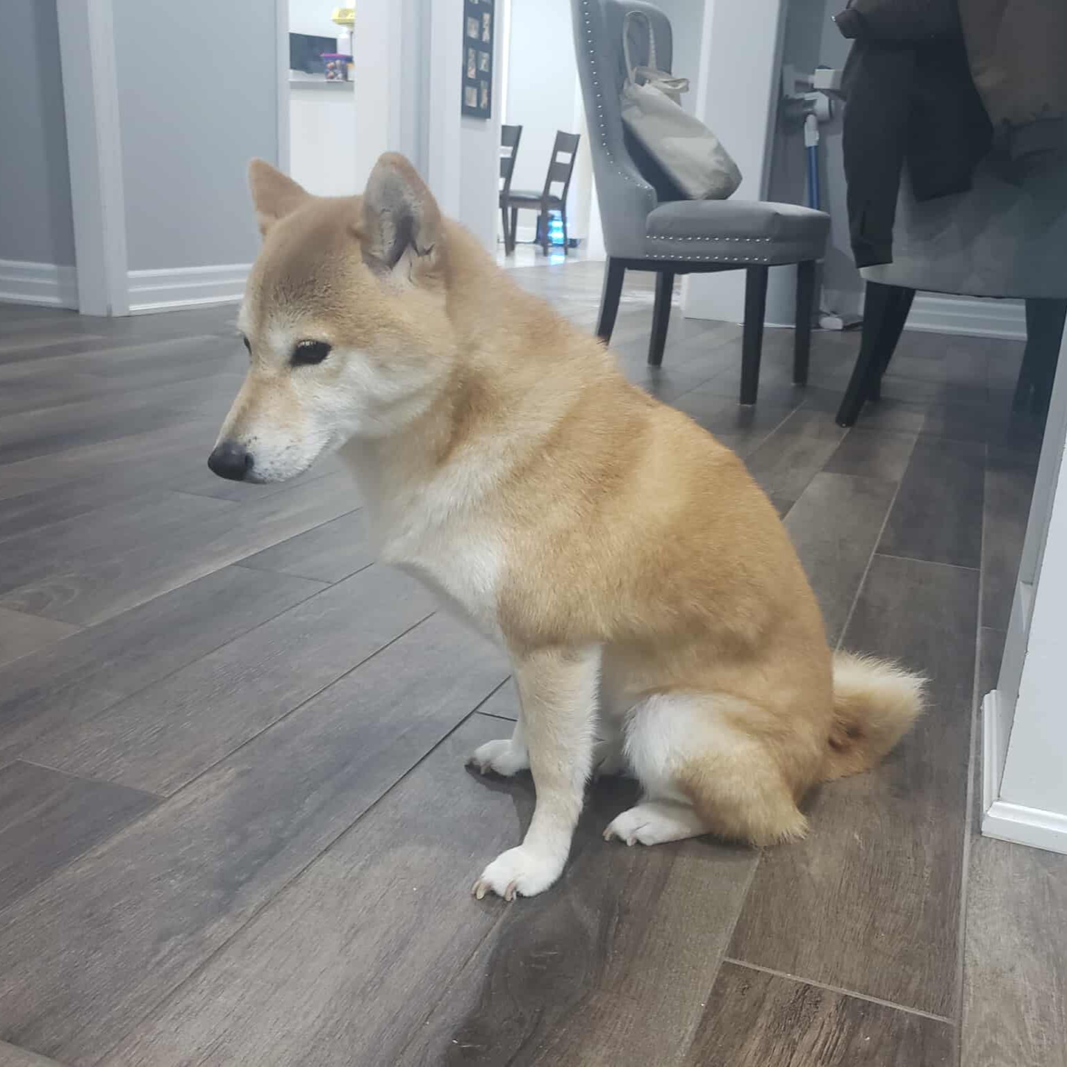 This is the sound that I attempted to capture of my dog walking around. She doesn't bark, but I like the sound of her nails hitting the wooden floor. It took many attempts and this is the best one. The sound can be heard around 15 second mark.<br><audio controls src='/audio/April.mp3'></audio>